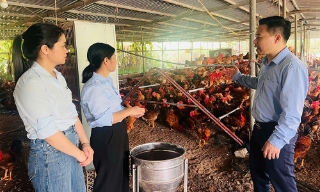 Bắc Ninh: Đánh giá hiệu quả mô hình nuôi gà ri lai thương phẩm VIETGAHP