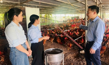  Bắc Ninh: Đánh giá hiệu quả mô hình nuôi gà ri lai thương phẩm VIETGAHP