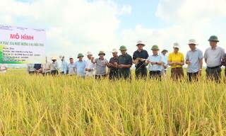 Bắc Ninh: Lúa Ngọc Nương 9 cho hiệu quả kinh tế cao hơn Bắc thơm số 7