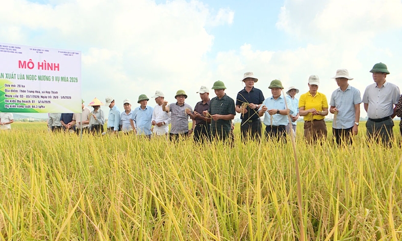  Bắc Ninh: Lúa Ngọc Nương 9 cho hiệu quả kinh tế cao hơn Bắc thơm số 7