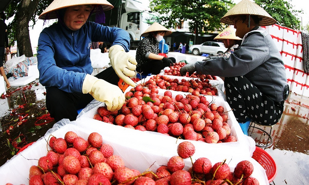  Vụ vải thiều Lục Ngạn 2025 bội thu, xuất khẩu vượt kỳ vọng