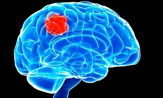 Phát hiện mới về cách hoạt động của não người