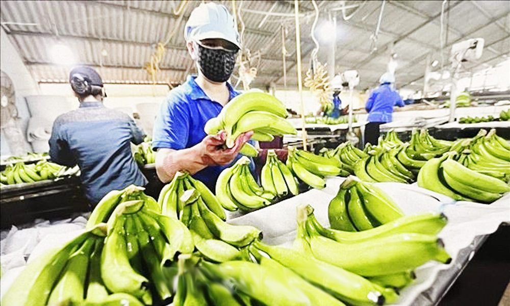  "Việt Nam chiếm lĩnh thị phần chuối tại Nhật Bản"