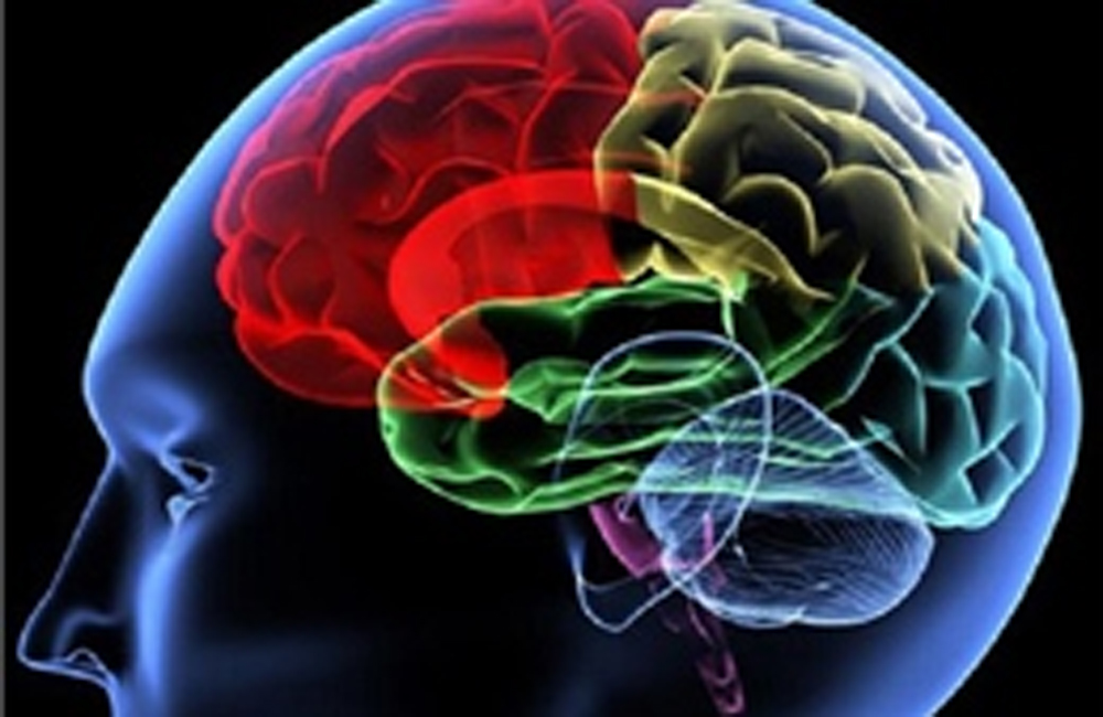  Tìm ra 'công tắc ADN' làm nên sự khác biệt của loài người
