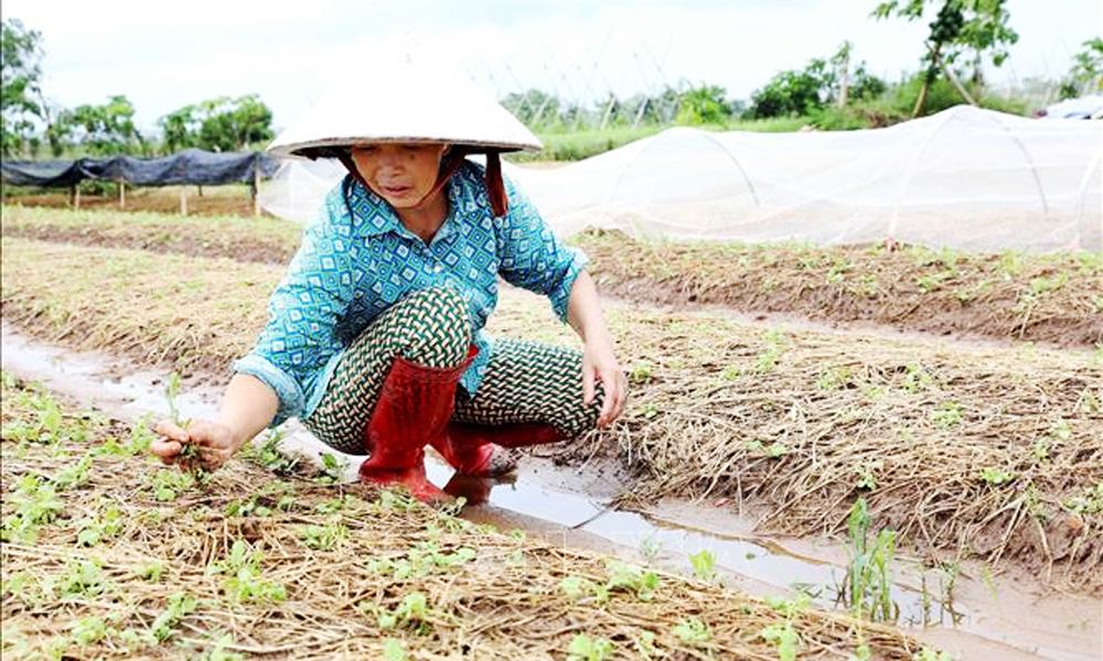  Bắc Bộ và Bắc Trung Bộ có gần 113.000 ha cây trồng bị ngập úng