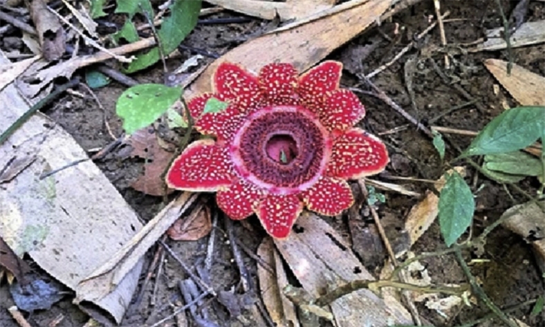  Phát hiện loài thực vật ký sinh có nguy cơ tuyệt chủng ở Phong Nha - Kẻ Bàng