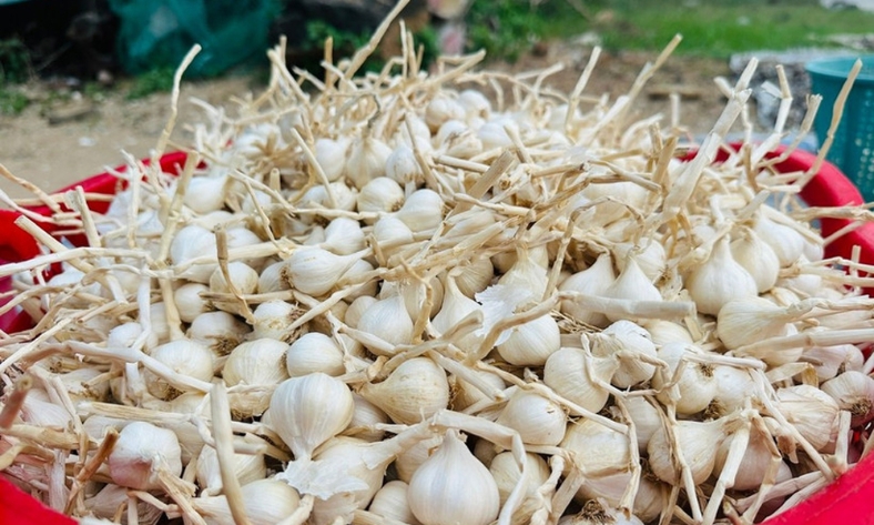  Đặc khu Lý Sơn hỗ trợ người dân tìm lối ra khi tỏi rớt giá