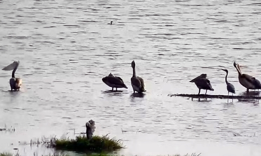 Loài chim quý hiếm trở lại Vườn Quốc gia Tràm Chim sau nhiều năm vắng bóng