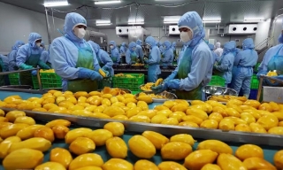 WB: Việt Nam là một điển hình về khả năng biến thách thức thành cơ hội