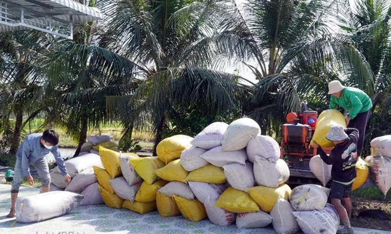  Giá lúa gạo trong nước và xuất khẩu đồng loạt tăng