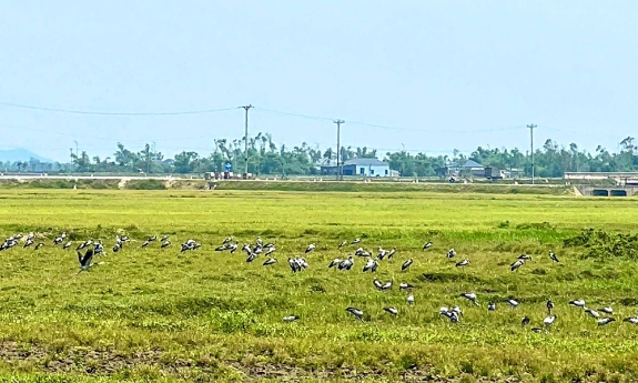 Đàn chim trong Sách đỏ xuất hiện tại Hà Tĩnh