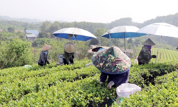 Nâng tầm “đệ nhất danh trà” trong thời kỳ số hóa