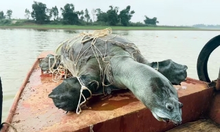 Cần thêm bằng chứng về khả năng còn rùa Hồ Gươm tại hồ Đồng Mô