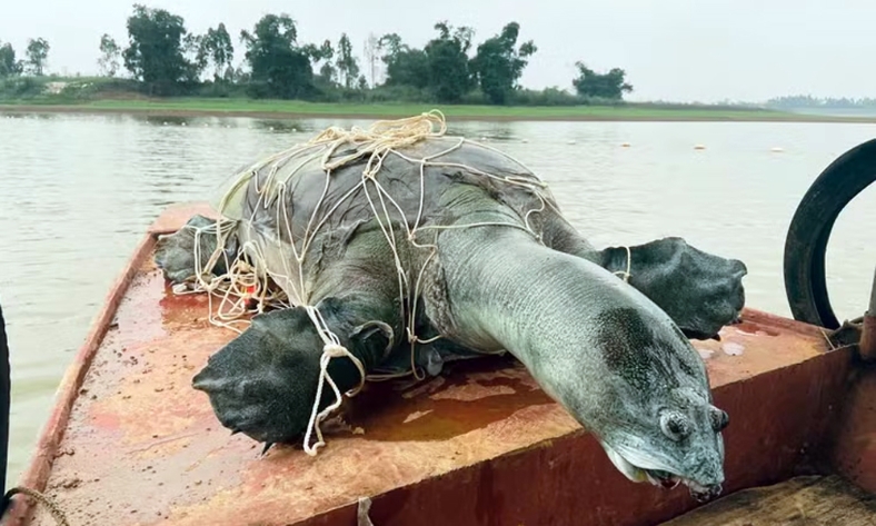  Cần thêm bằng chứng về khả năng còn rùa Hồ Gươm tại hồ Đồng Mô
