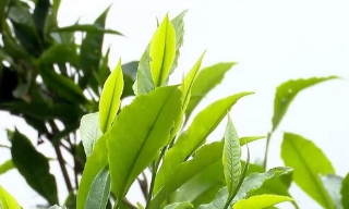 Chè Shan tuyết Phình Hồ - "báu vật" của người Mông ở vùng cao Tây Bắc