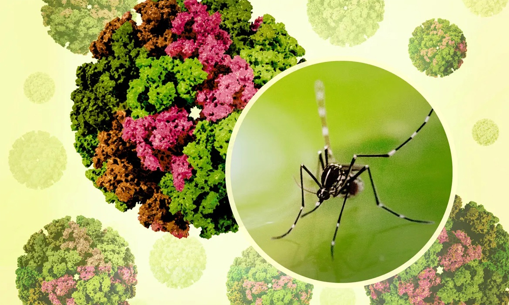  Bộ Y tế khuyến cáo khẩn các biện pháp phòng, chống bệnh Chikungunya