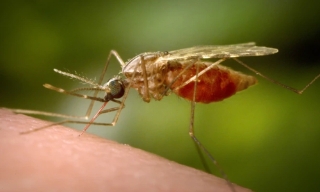 Tại sao virus Chikungunya lan diện rộng?