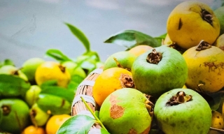 Những thức quà của mùa Thu Hà Nội