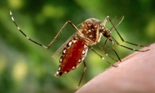 Điểm khác biệt giữa bệnh Chikungunya và sốt xuất huyết Dengue