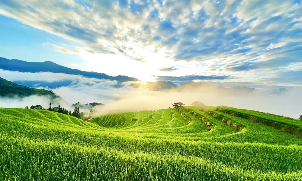  Mùa vàng Thông Nguyên - Bản giao hòa giữa sắc màu văn hóa và thiên nhiên