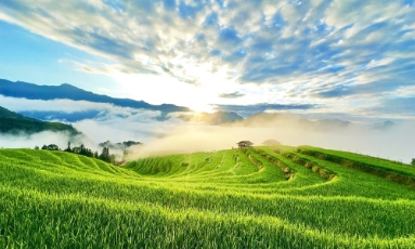  Mùa vàng Thông Nguyên - Bản giao hòa giữa sắc màu văn hóa và thiên nhiên