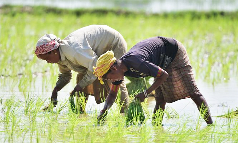  Ấn Độ siết lại xuất khẩu gạo