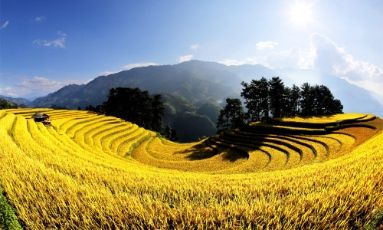  Mùa vàng rực rỡ ở Mù Cang Chải