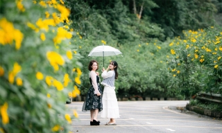 Hoa dã quỳ nở vàng rực ở Vườn quốc gia Ba Vì