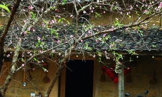 Hoa đào nở sớm ở làng Lô Lô Chải