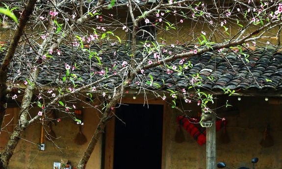 Hoa đào nở sớm ở làng Lô Lô Chải