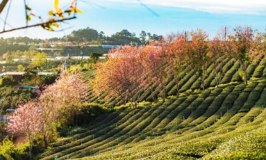  10 điểm du lịch khách Việt tìm kiếm nhiều nhất năm 2025