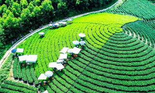 Lễ hội "Thái Nguyên - Hương sắc danh trà 2025"