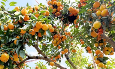  "Check-in" vườn cam đẹp như trong phim của Đại tá về hưu ở phường Chũ