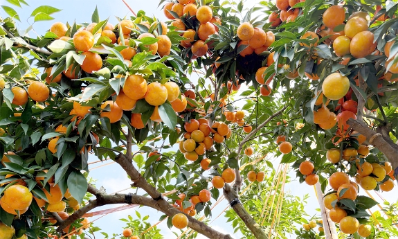 "Check-in" vườn cam đẹp như trong phim của Đại tá về hưu