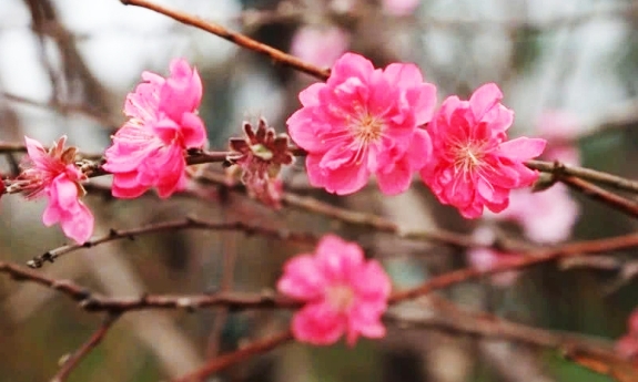 Chỉ thị của Ban Bí thư về tổ chức Tết Bính Ngọ năm 2026