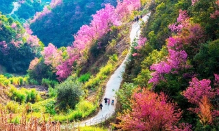 Mùa hoa tớ dày “đánh thức” núi rừng Mù Cang Chải