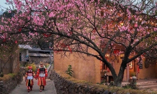 Lên Lũng Cú chiêm ngưỡng mai anh đào khoe sắc