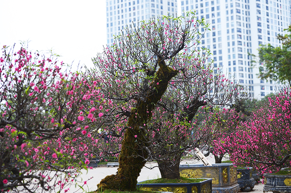 Đào cổ thụ Tây Bắc xuống phố