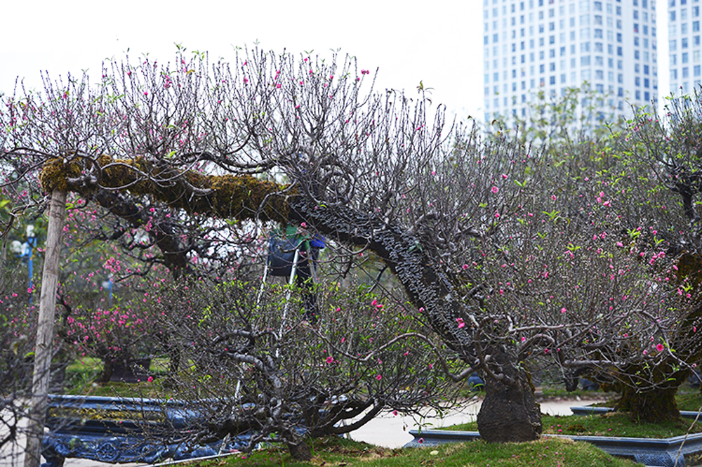 Đào cổ thụ Tây Bắc xuống phố