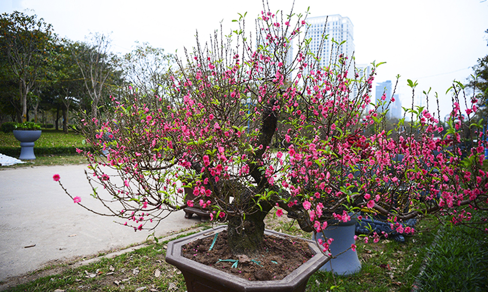 Đào cổ thụ Tây Bắc xuống phố