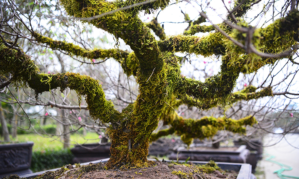 Đào cổ thụ Tây Bắc xuống phố