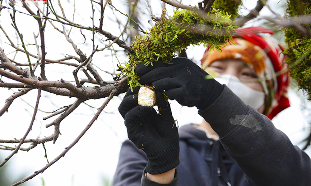 Đào cổ thụ Tây Bắc xuống phố