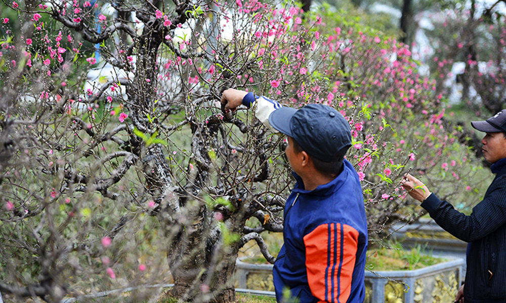 Đào cổ thụ Tây Bắc xuống phố