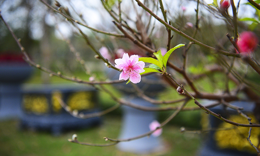 Đào cổ thụ Tây Bắc xuống phố