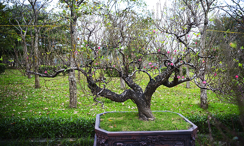 Đào cổ thụ Tây Bắc xuống phố