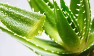 Hợp chất có trong cây nha đam mở ra hy vọng điều trị bệnh Alzheimer