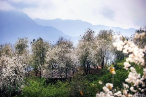 Hoa sơn tra nở trắng rừng Tây Bắc