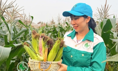  Hợp tác xã Rau sạch Yên Dũng trồng ngô trái cây cho thu nhập 450 triệu đồng/ha