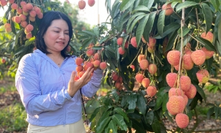 Doanh nghiệp, thương nhân Trung Quốc tham quan vùng vải thiều Nam Dương