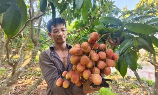Truyền thông Trung Quốc đưa tin về niềm vui mùa vải của nông dân Việt Nam